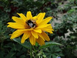 hummel on elegant flower