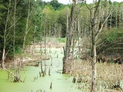 Green marsh in the forest