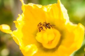 insect on the pollen of a yellow flower