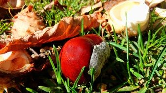 autumn leaves and a chestnut