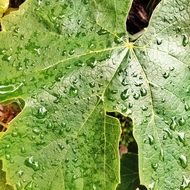large green leaf in dewdrops