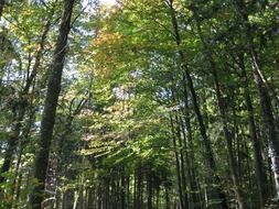 dense green forest
