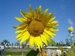 sunflower seeds plant