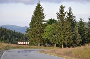 road sign near coniferous trees