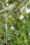 blue butterfly on the wildflower