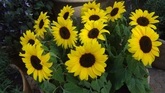 unusually beautiful sunflowers in garden