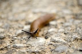 brown slug on land