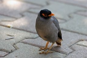 portrait of mynah bird on pavement