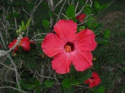 red hibiscus flowers on a bush