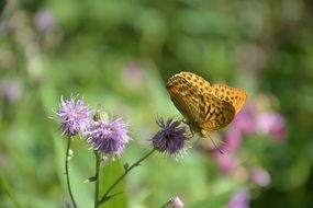 butterfly on summer plant