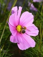 bumblebee on pink cosmos flower