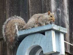 squirrels wildlife