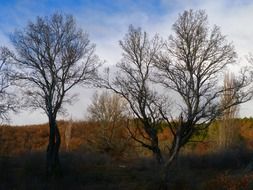 fog and trees in late autumn