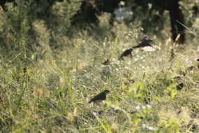 birds in the wild nature