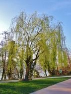 willows near the road