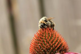 bumblebee at top of echinacea purpurea flower