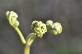 green fern macro shot