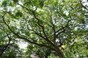 tree with green crown in the park