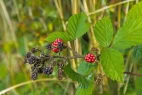 blackberries berry leaf thorns