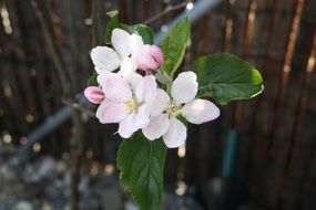 spectacular beautiful white blossom close-up