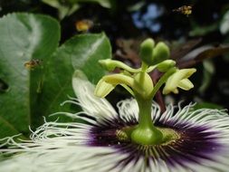 extraordinarily beautiful natual flower