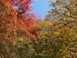 colorful autumnal leaves in the woods