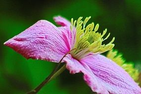 pink spring flower with stamens