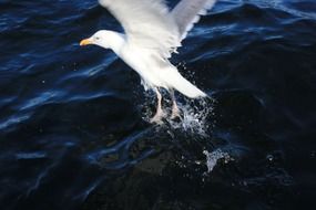 white seagull flies close to the water