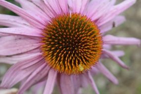 closeup of a coneflower