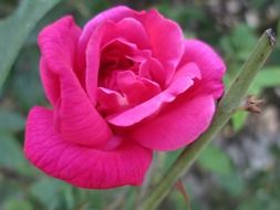 macro photo of a scarlet chinese rose