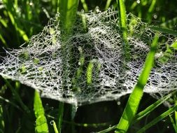 Droplets on a magnificent cobweb