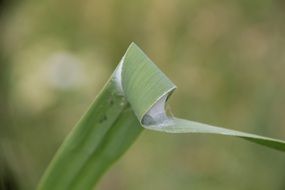 cocoon in green leaf