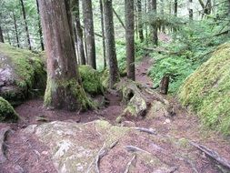 hiking trail in old mossy forest