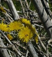 unusually beautiful plant