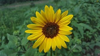 ornamental sunflower at greenery
