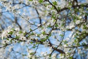 spring flowers on the tree
