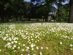 lot of white daisies in park