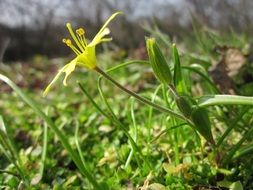 unusually beautiful gagea villosa