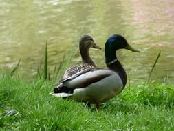 two ducks on green grass near the lake