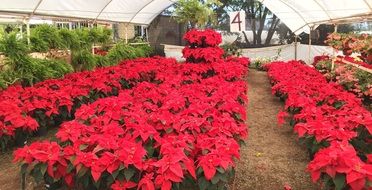 exotic flowers in the greenhouse