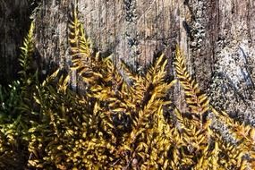 plant with yellow leaves near a wooden fence