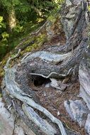 roots mountain trees close-up