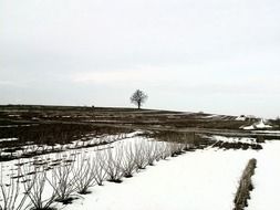 landscape of elegant winter field