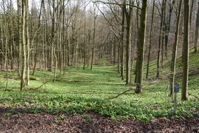 bear's garlic in a forest in Germany