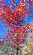 red crown of tree at autumn