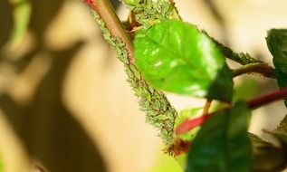 greenfly aphid on branch