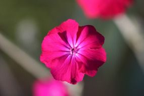 blossom of the pink flower