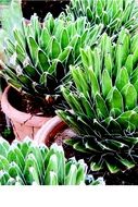 queen victoria agave potted plant