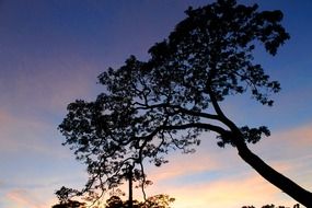 wonderful silhouette tree at dusk