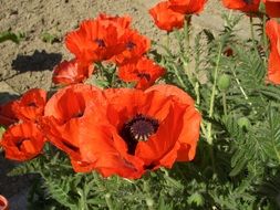 Beautiful red poppy flowers with green leaves